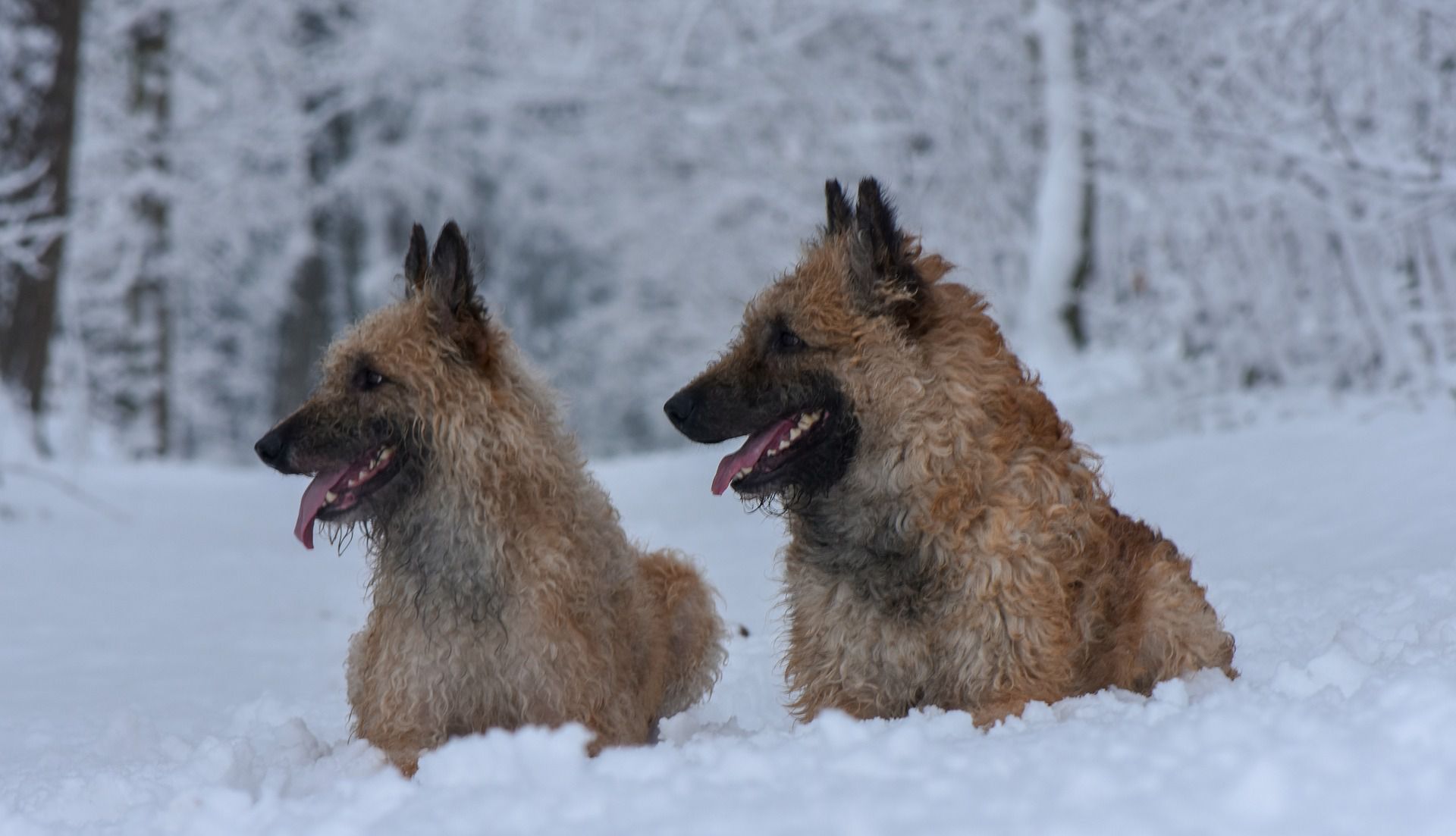Puppies
