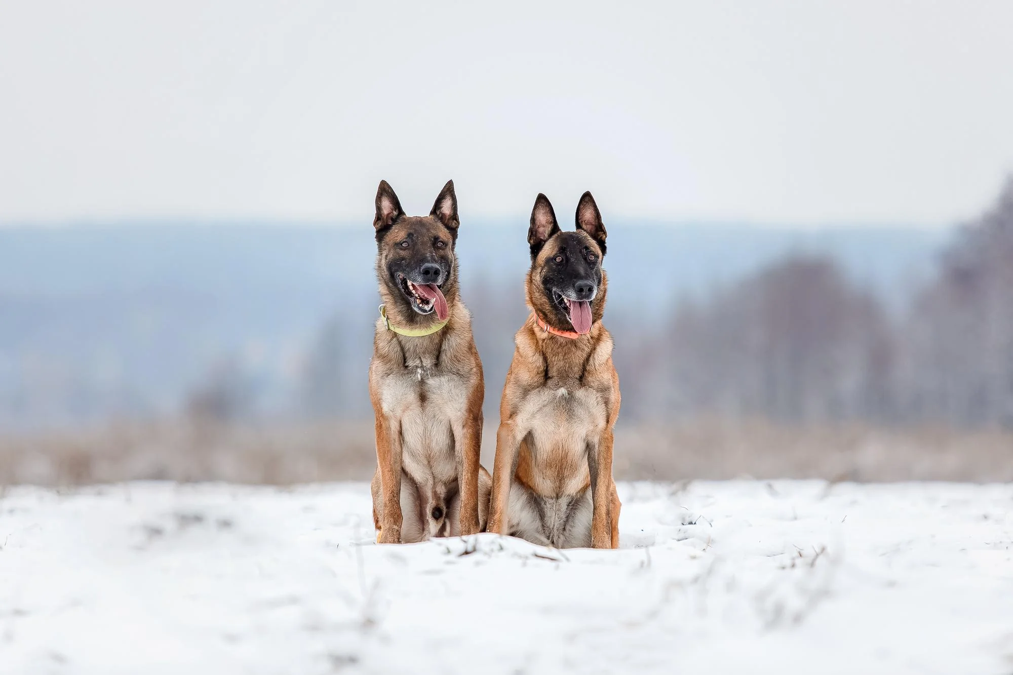 Puppies