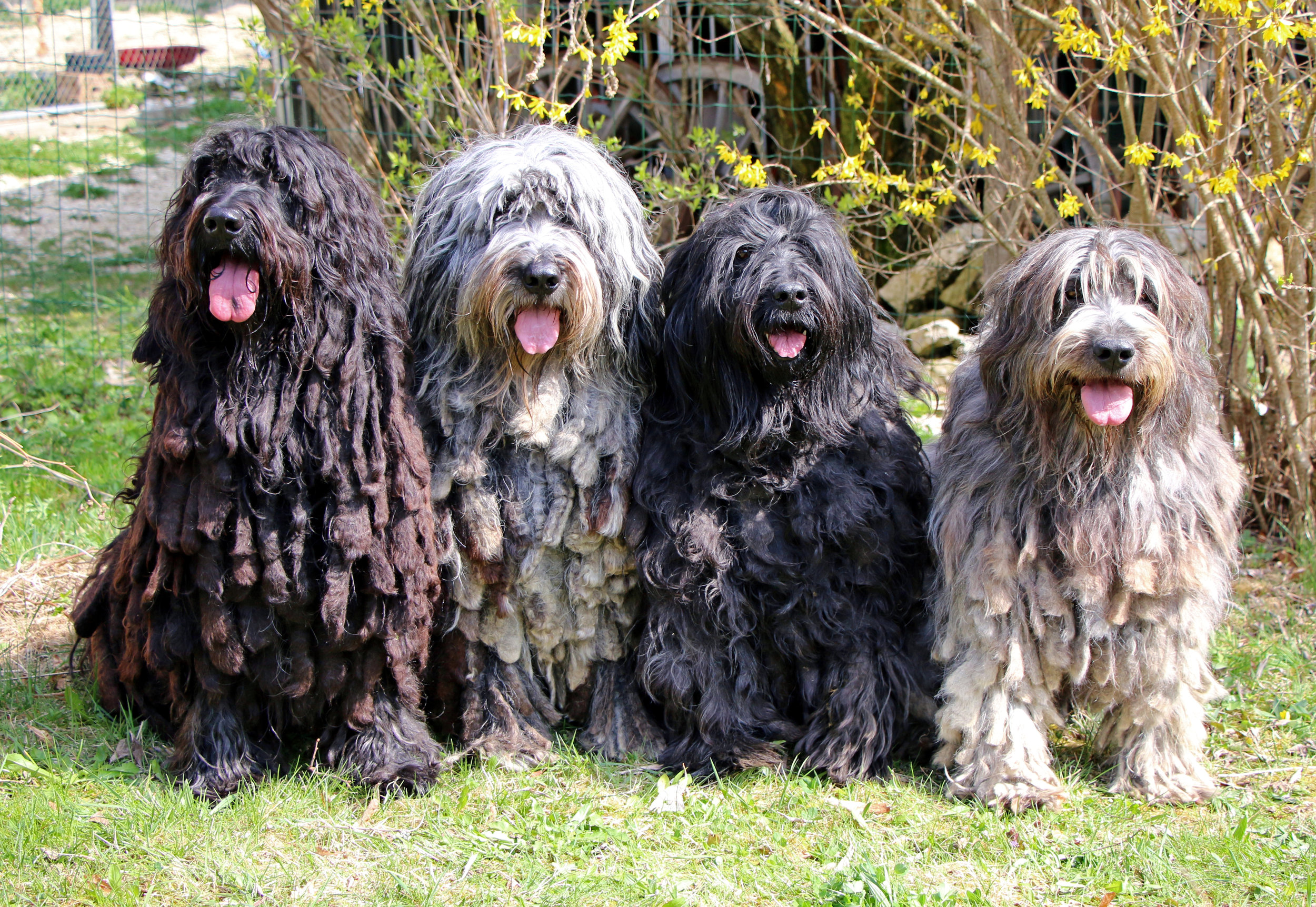 Puppies