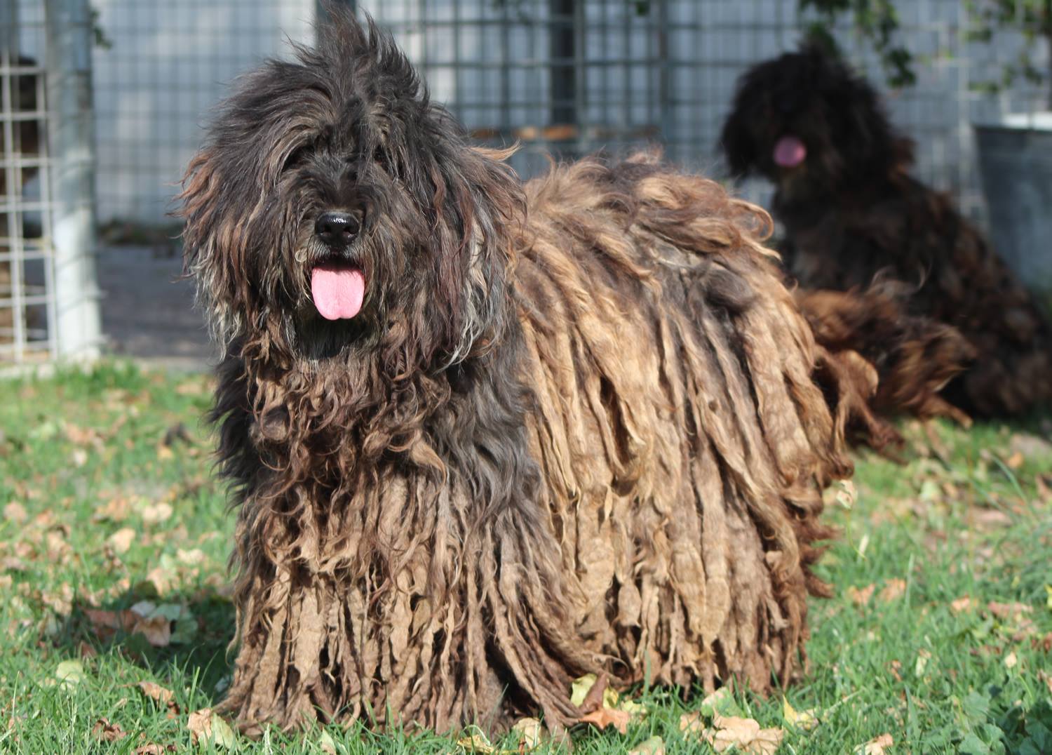 Puppies
