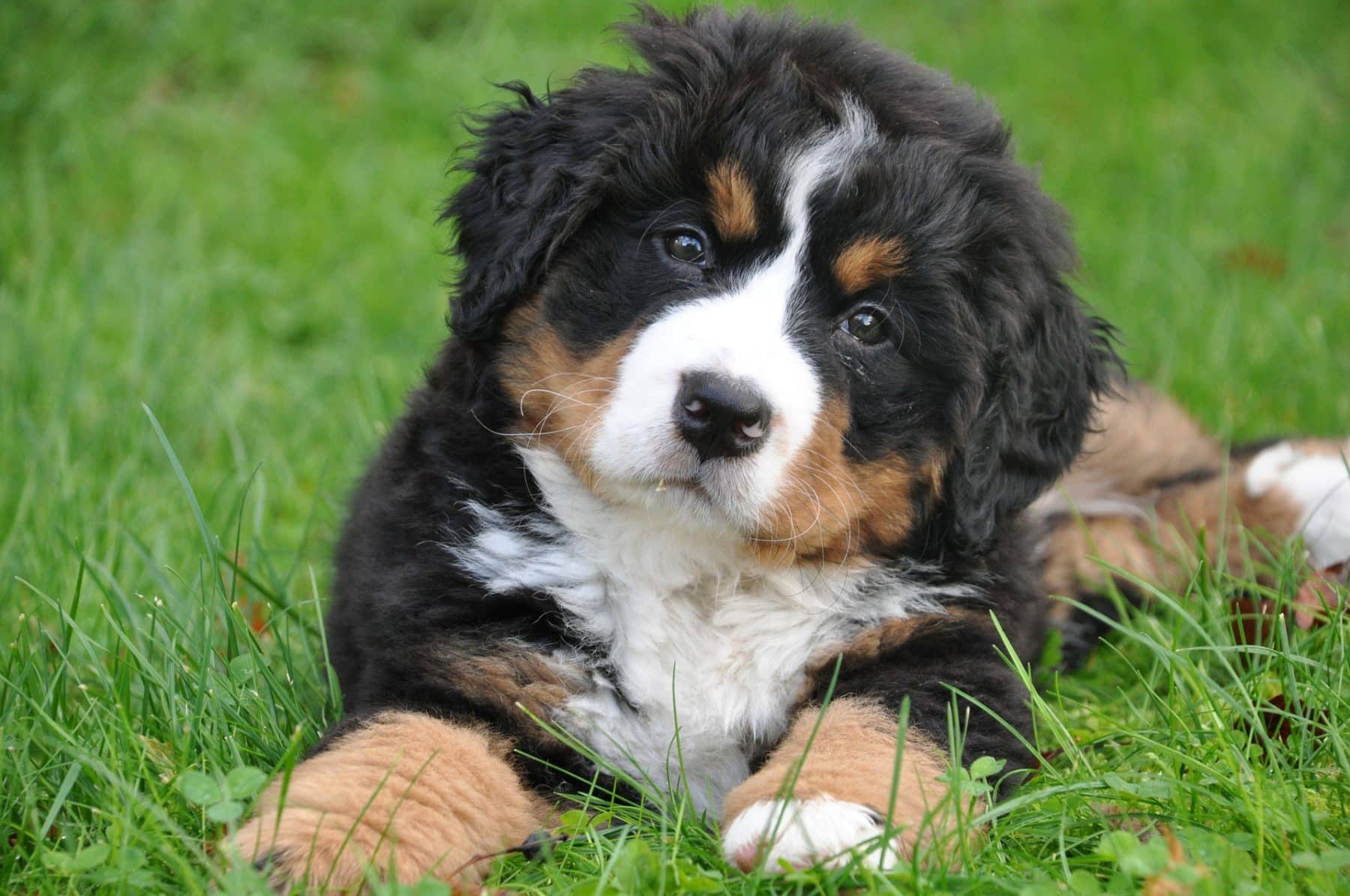 Puppies