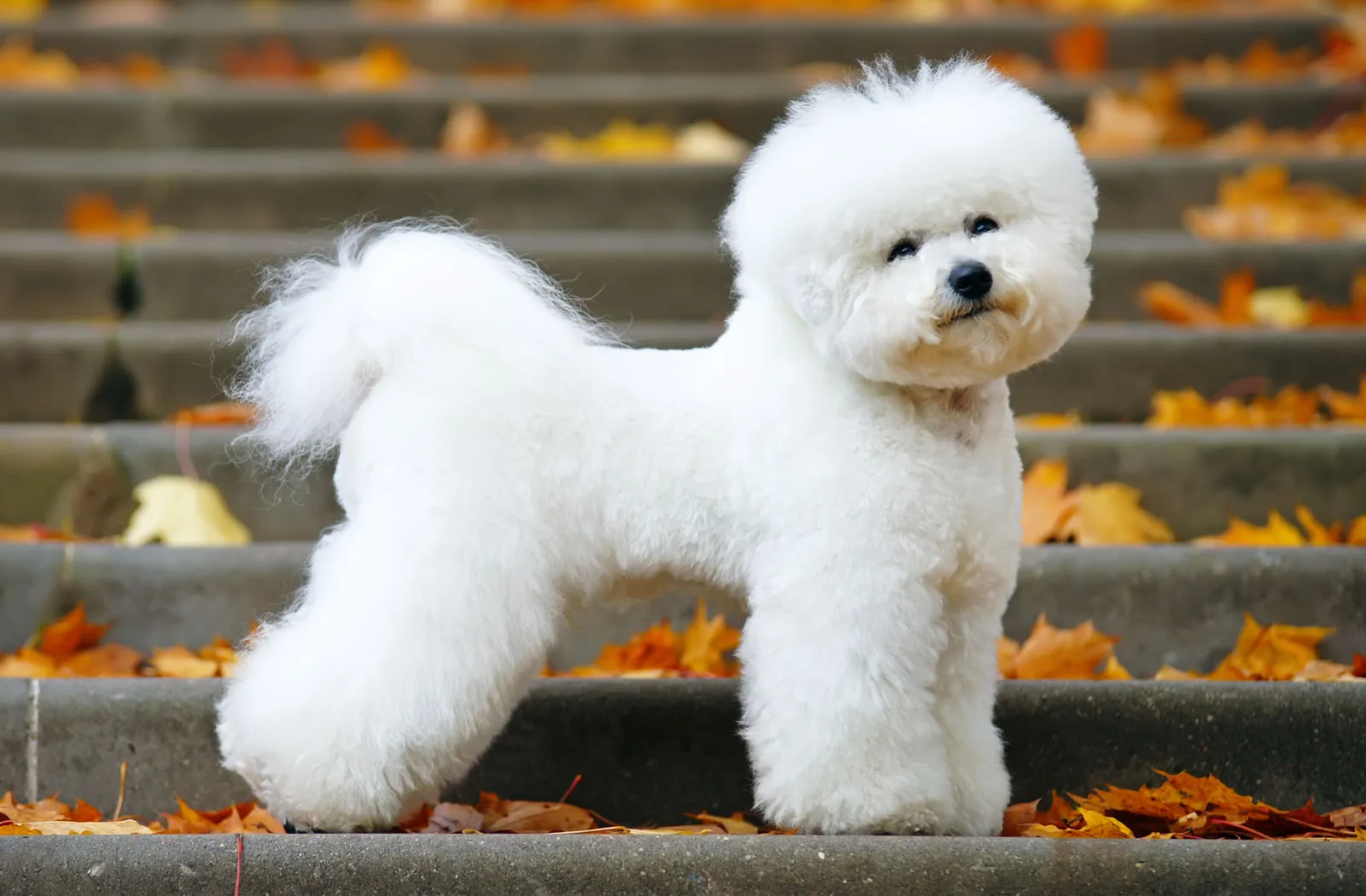 Puppies