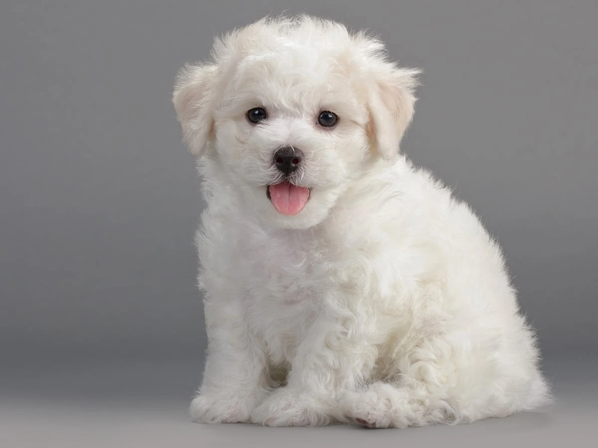 Puppies