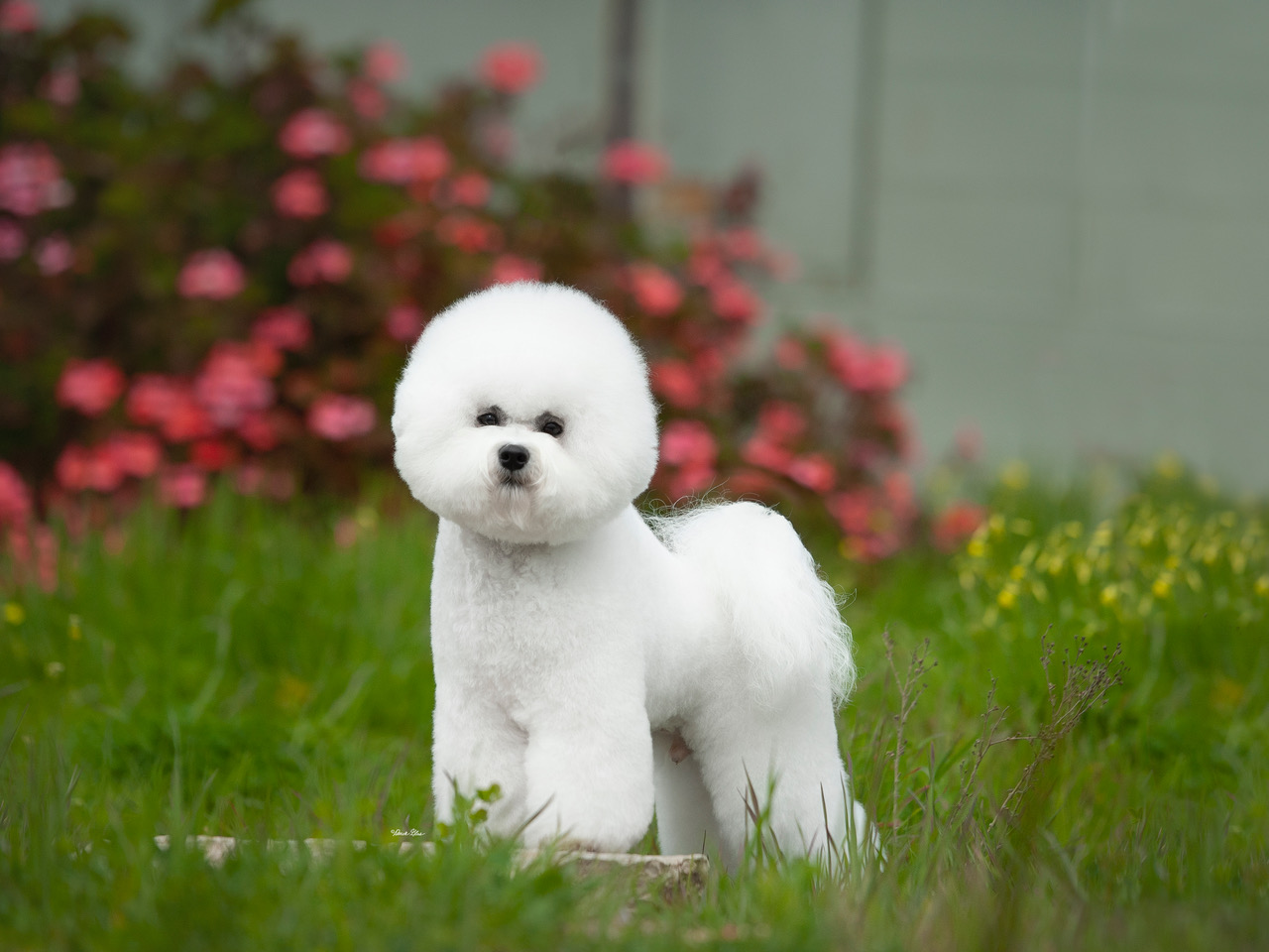 Puppies