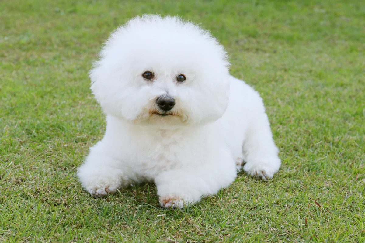 Puppies