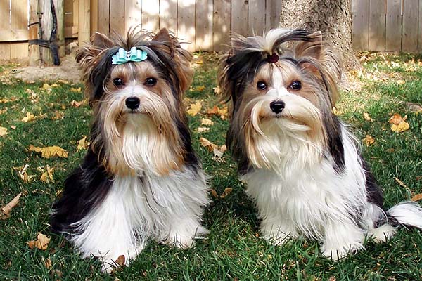 Puppies