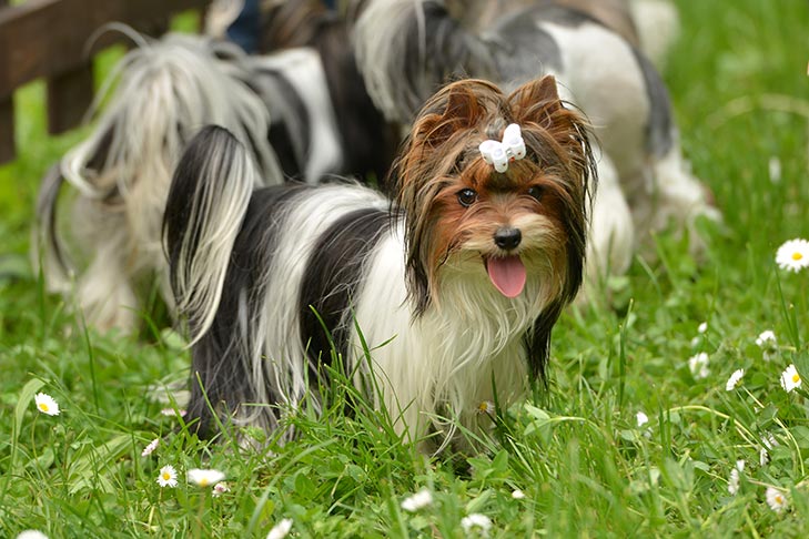 Puppies