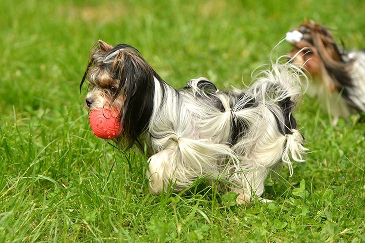 Puppies