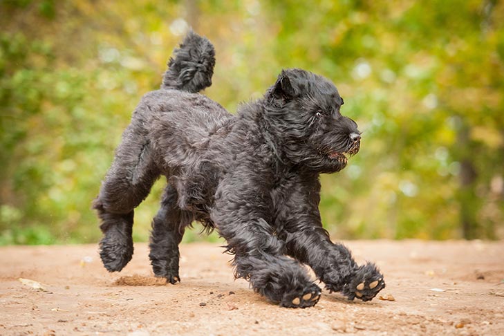 Puppies