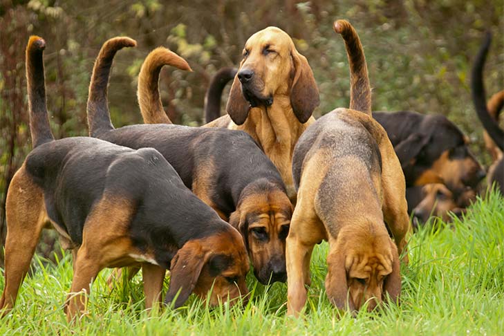 Puppies