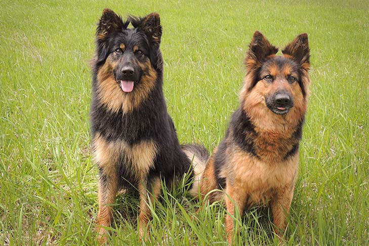 Puppies