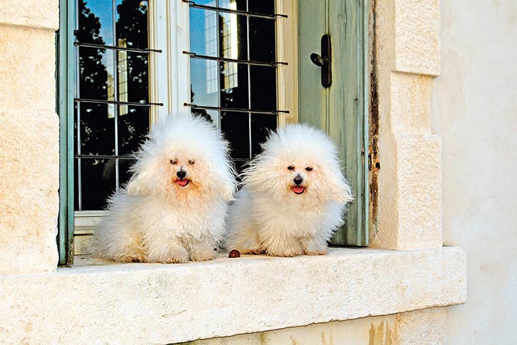 Puppies