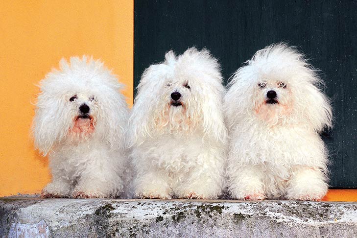 Puppies