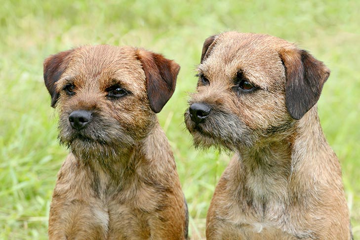 Puppies
