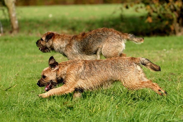 Puppies