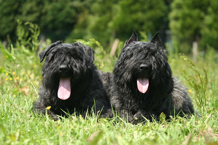 Puppies