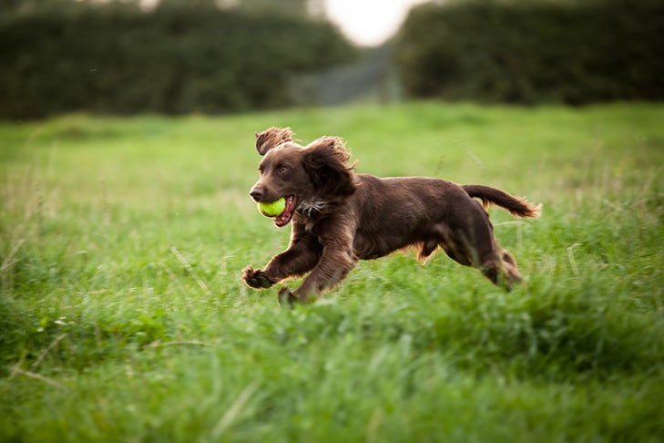 Puppies