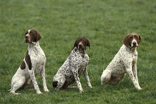 Puppies