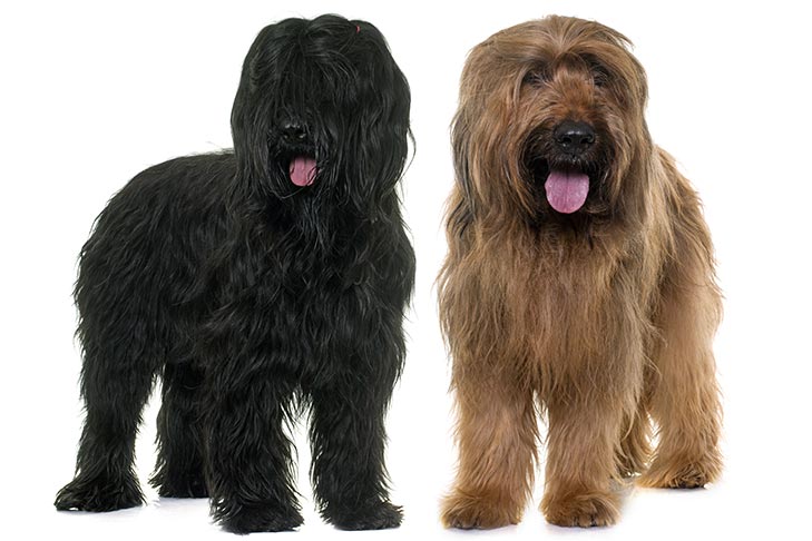 Puppies