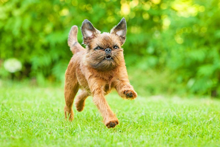 Puppies