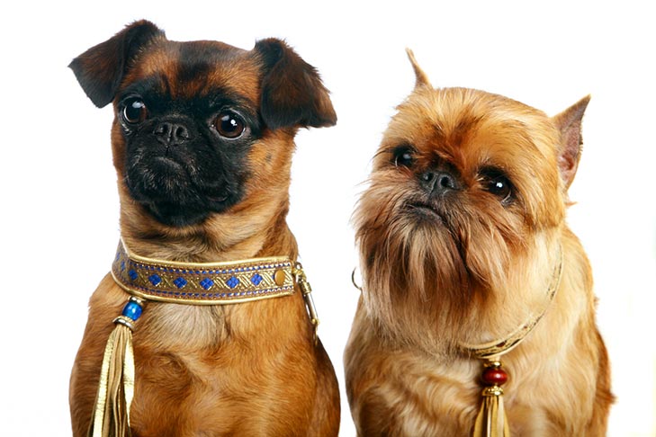 Puppies