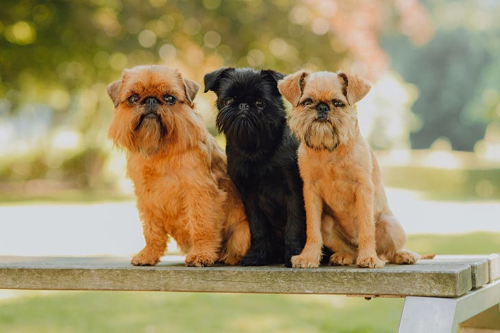 Puppies