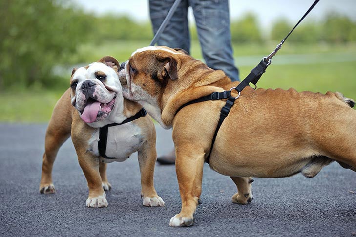 Puppies