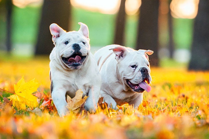 Puppies
