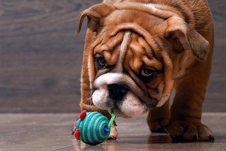 Puppies