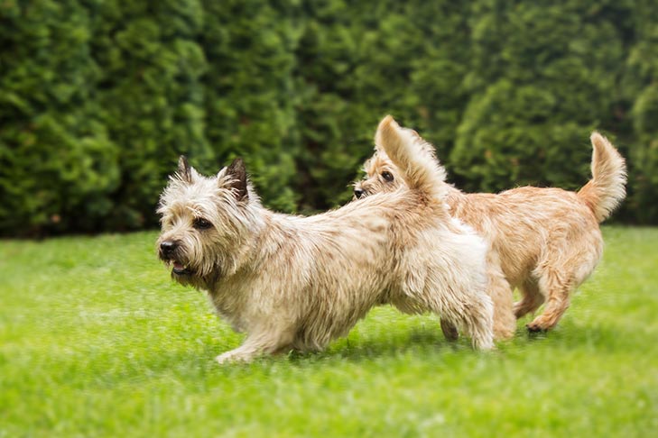 Puppies