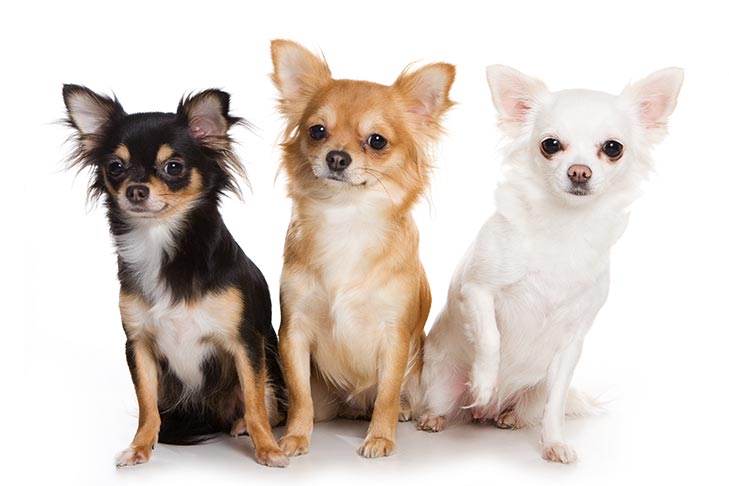 Puppies