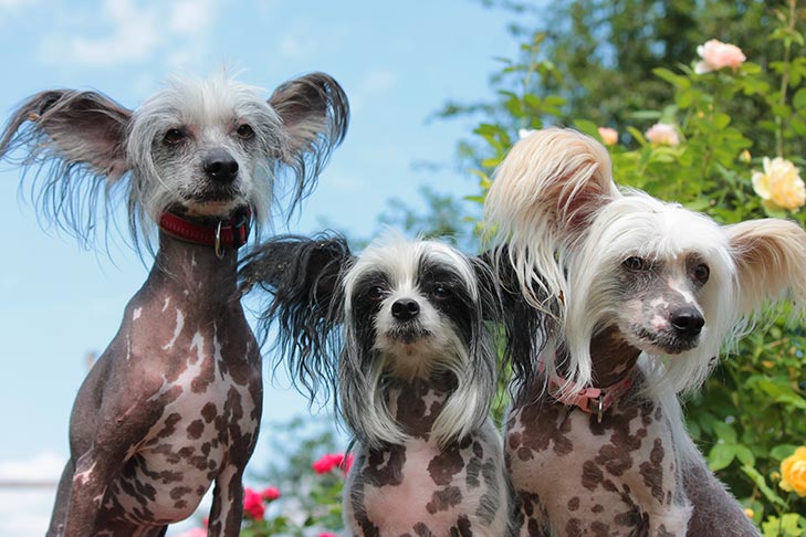 Puppies