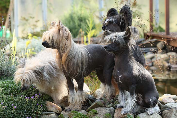 Puppies