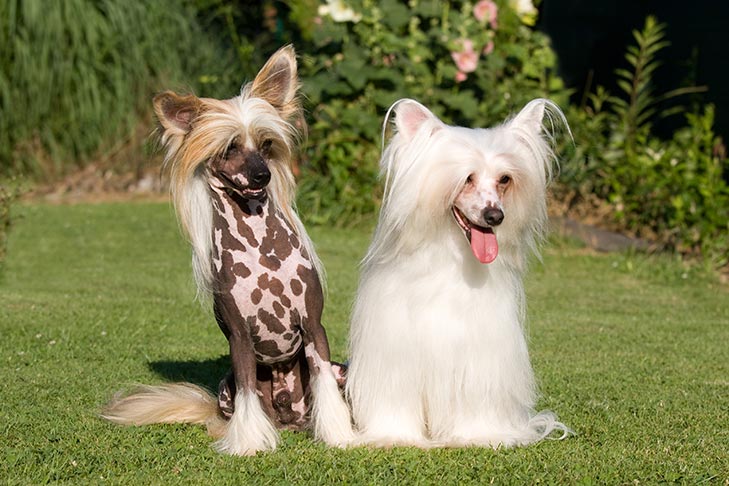 Puppies