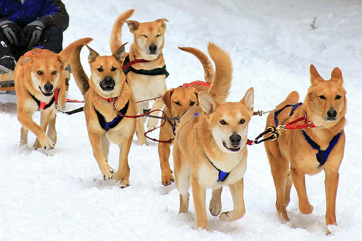 Puppies