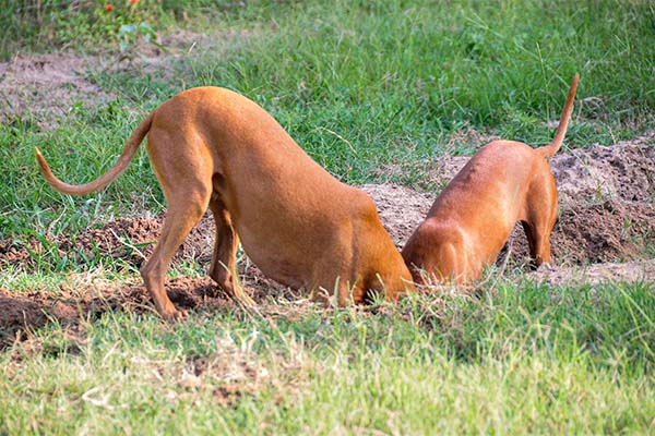 Puppies