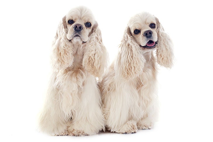 Puppies