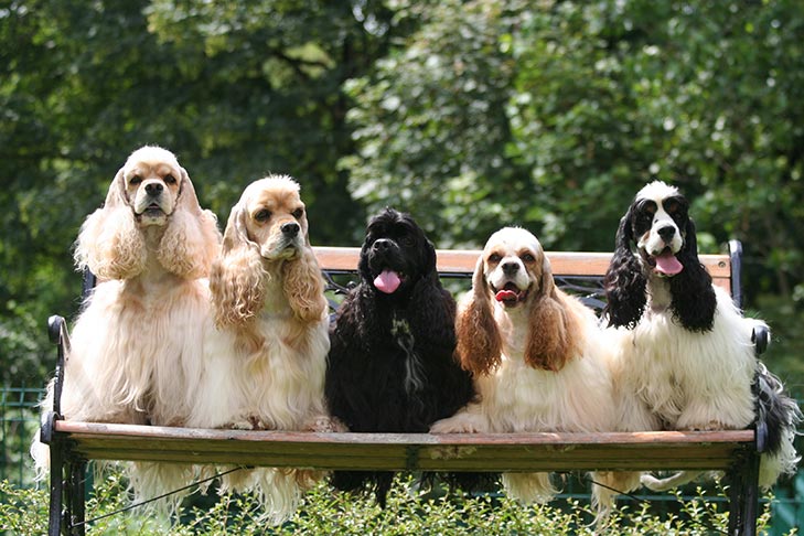 Puppies
