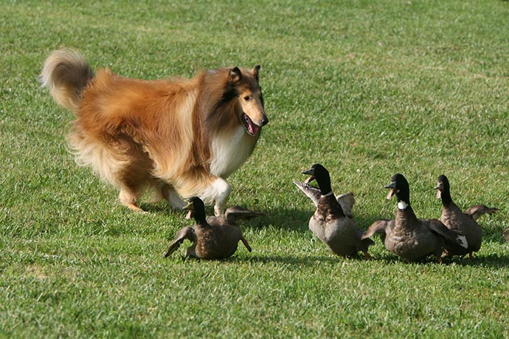 Puppies