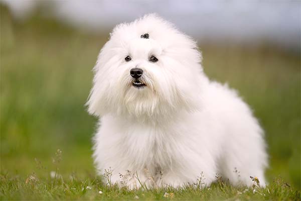 Puppies