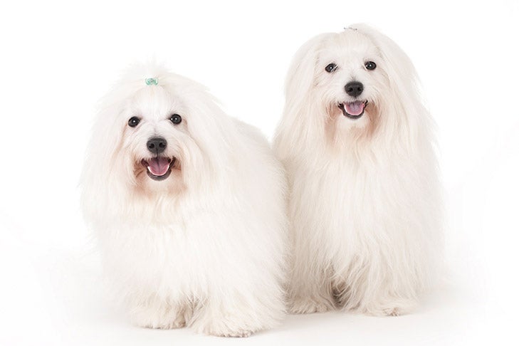 Puppies