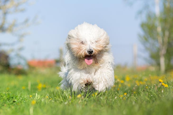 Puppies