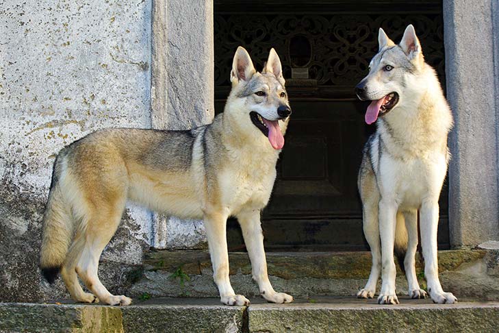 Puppies