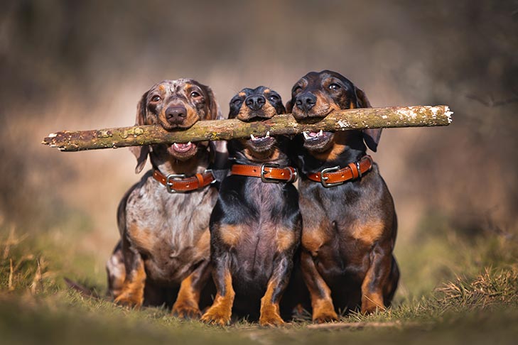 Puppies