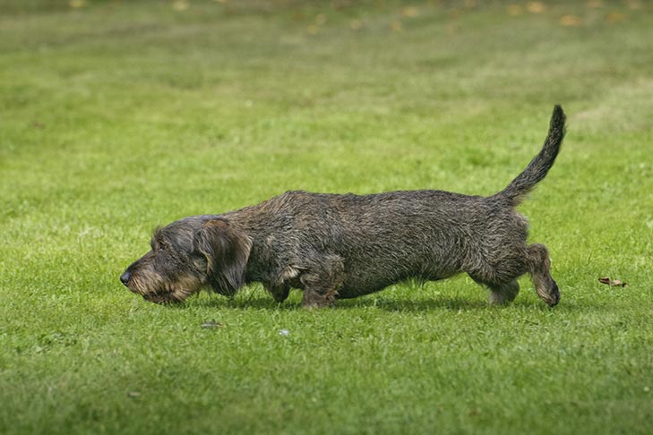 Puppies