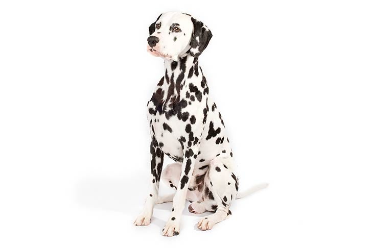Puppies