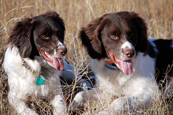 Puppies