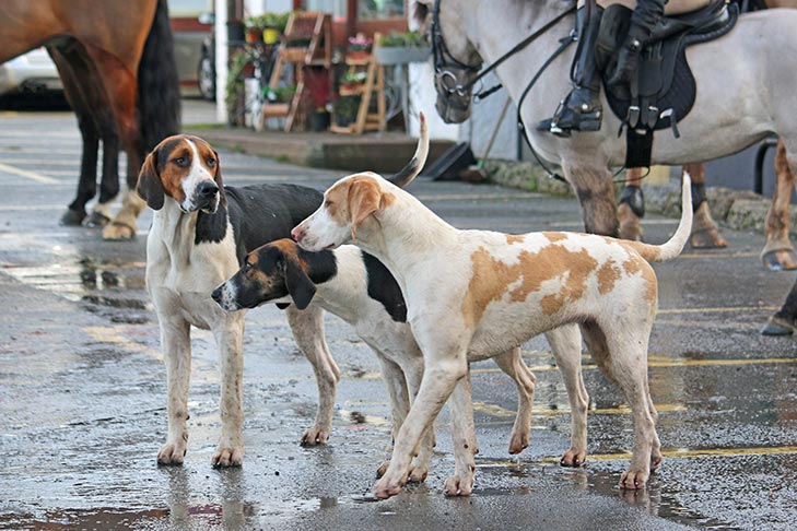 Puppies