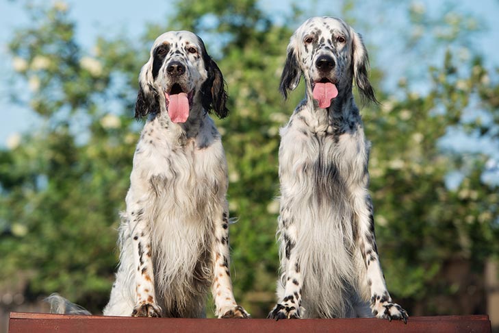 Puppies