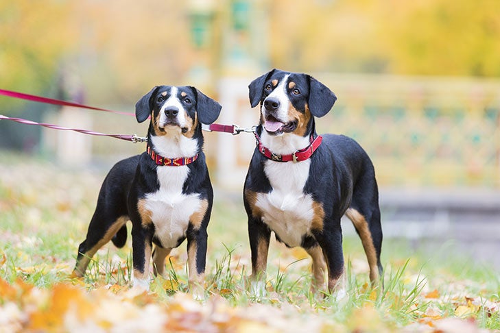 Puppies